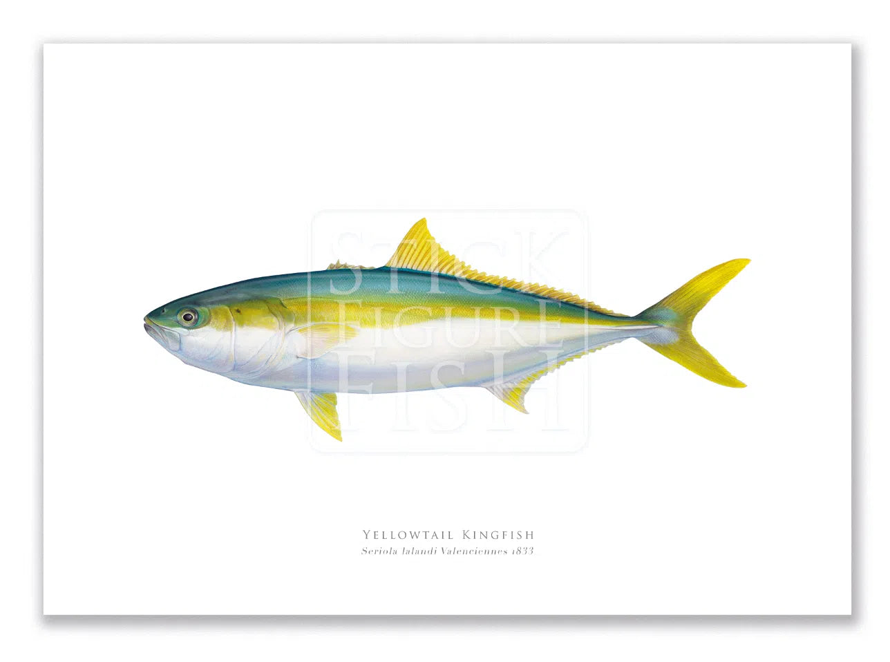 Yellowtail Kingfish, Seriola lalandi Valenciennes 1833 - Fine Art Print-Stick Figure Fish Illustration