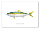 Yellowtail Kingfish, Seriola lalandi Valenciennes 1833 - Fine Art Print-Stick Figure Fish Illustration