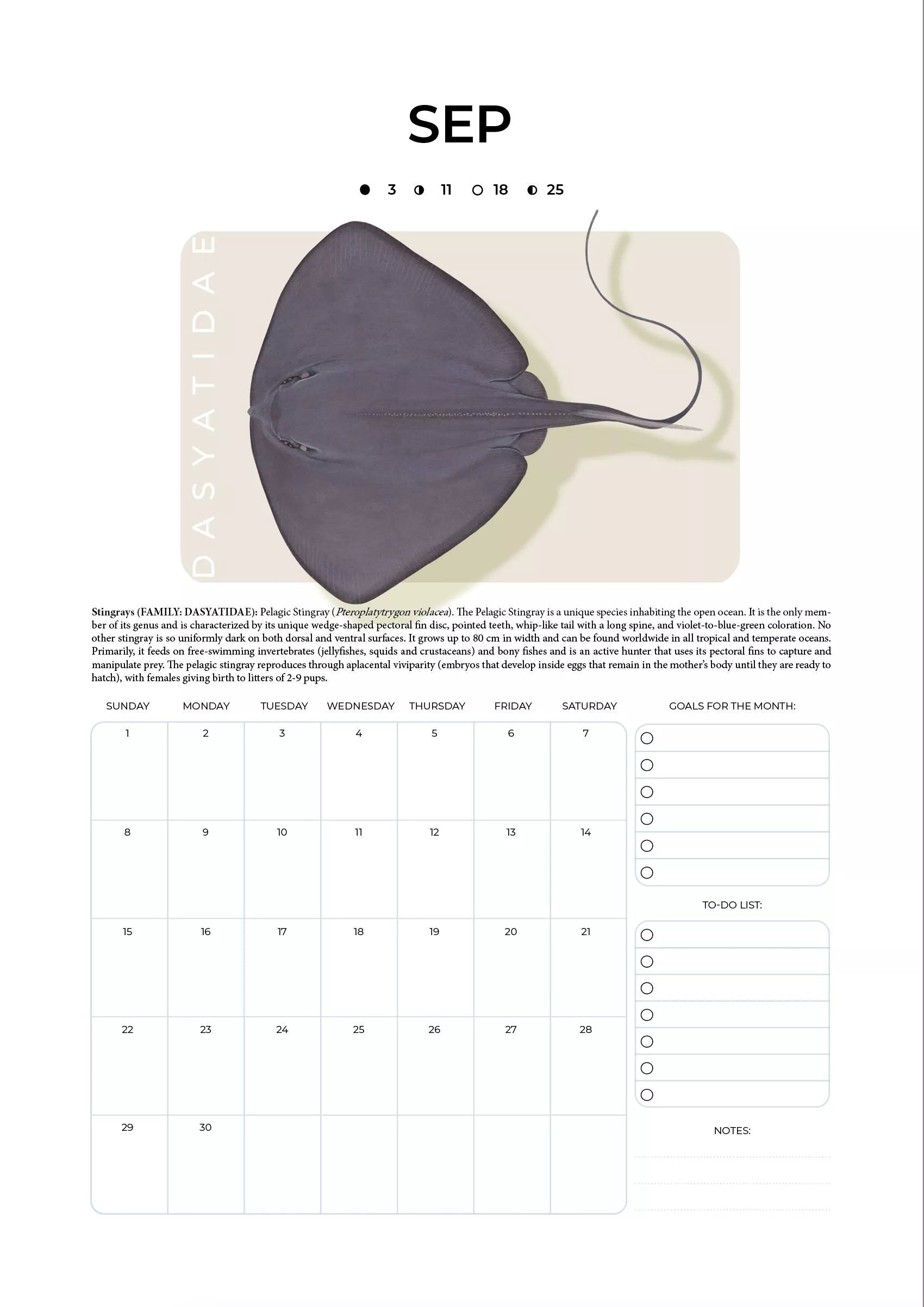 Stick Figure Fish 2024 Limited Edition Calendar - Sharks & Rays of the Open Ocean-Stick Figure Fish Illustration